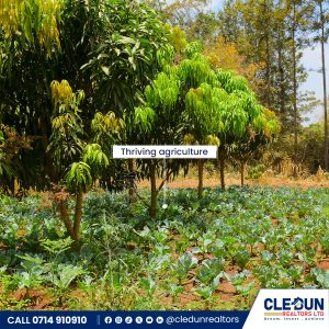 50 × 100 plots for sale in Makutano Cledun Realtors